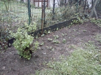 Mon jardin mi avril, un groseiller à maquereau et des fraisiers