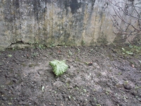 Mon jardin mi avril, des lychnis contre le mur et deux pieds de rhubarbe