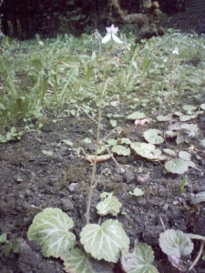 Saxifrage en fleur dans mon jardin, mai 2008