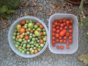 Récolte de tomates vertes du 26 octobre 2008