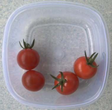 Premières tomates cerises