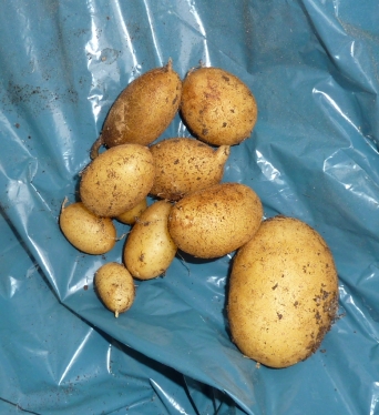Une mini récolte de pommes de terre sur le balcon