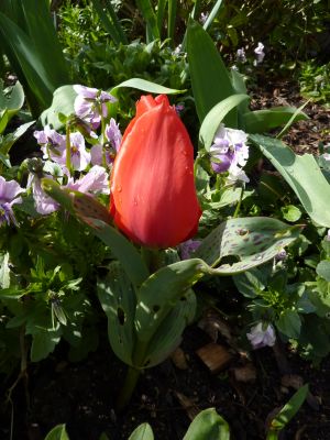 Parc de Blossac le 3 avril 2010, une tulipe