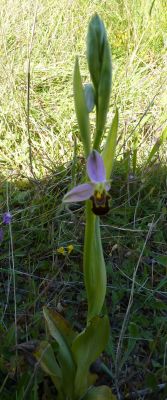 Civaux, Vienne, orchidée abeille, début de floraison