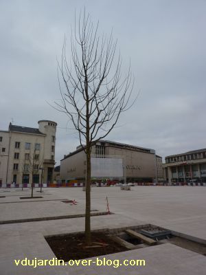 Poitiers, février 2011, VBD auprès de mon arbre, 2, place d'armes