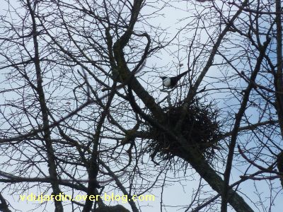 Poitiers, 26 février 2011, défi APN, des nids, 11, pies à Blossac