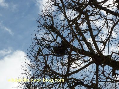 Poitiers, 26 février 2011, défi APN, des nids, 15, un petit nid à Blossac