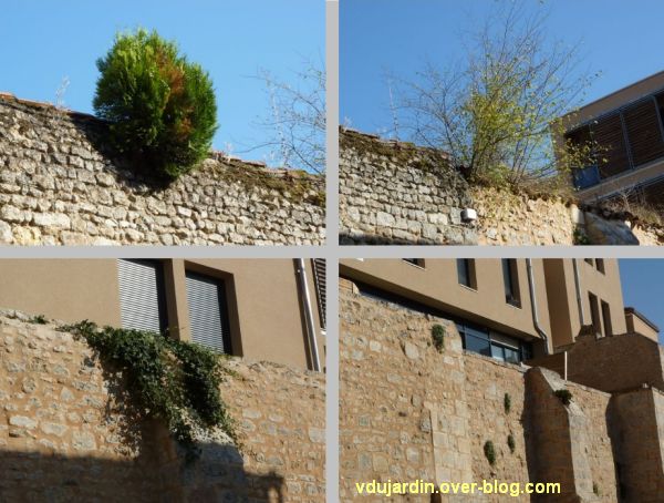 Poitiers, arbres sur un mur, rue Saint-Hilaire, détails
